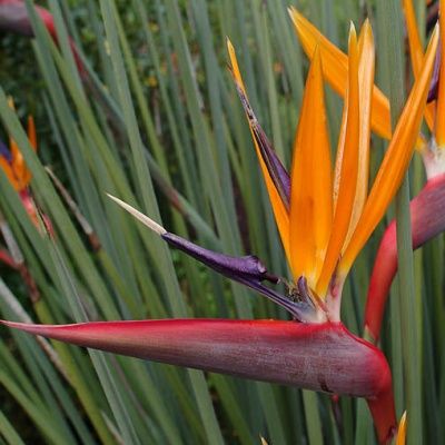 Oiseau de Paradis à feuilles de jonc - Strelitzia - Leaderplant