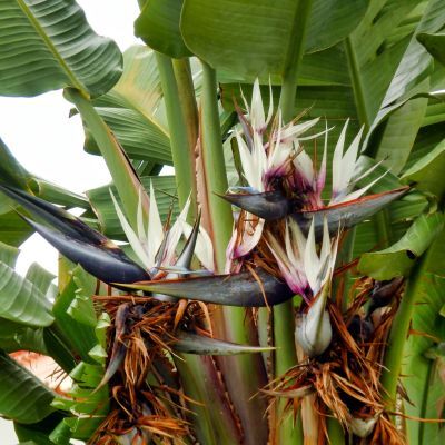 Strelitzia Oiseau de Paradis à fleurs blanches - Leaderplant