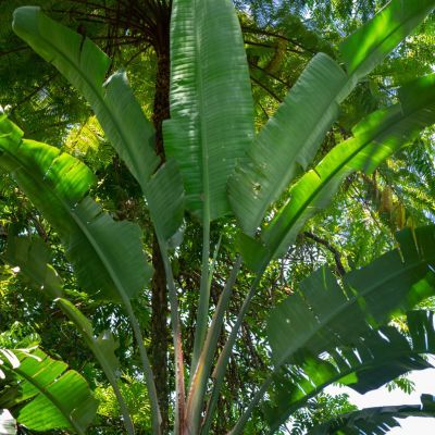 Strelitzia Oiseau de Paradis à fleurs blanches - Leaderplant