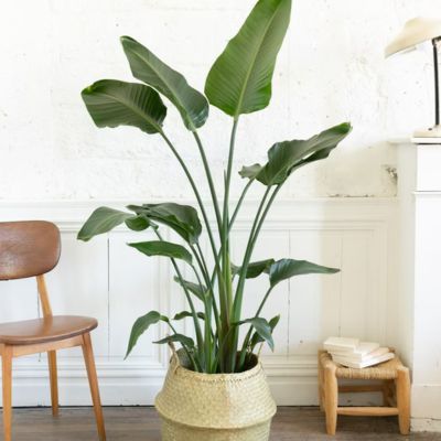 Strelitzia Oiseau de Paradis à fleurs blanches - Leaderplant
