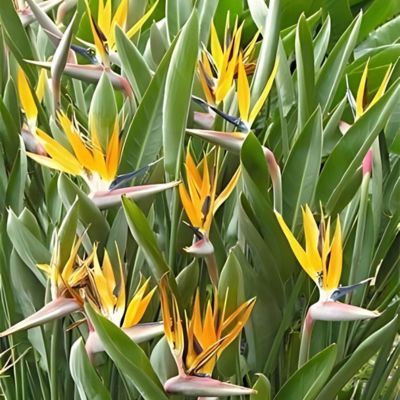 Strelitzia Oiseau de Paradis Mandela's Gold - Leaderplant