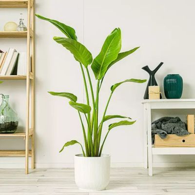 Strelitzia Oiseau de Paradis Mandela's Gold - Leaderplant