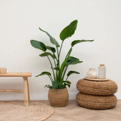 Oiseau de Paradis - Strelitzia - Leaderplant