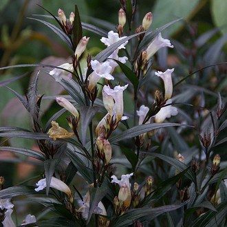 Strobilanthes Brunetthy ® - Leaderplant