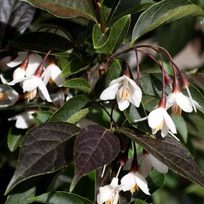 Styrax 'Evening Light' - Leaderplant