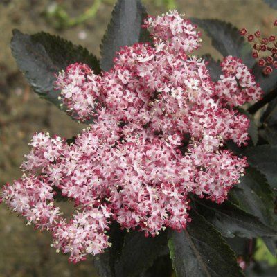 Sureau noir Black Tower ® - Leaderplant