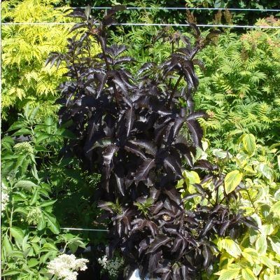 Sureau noir Black Tower ® - Leaderplant