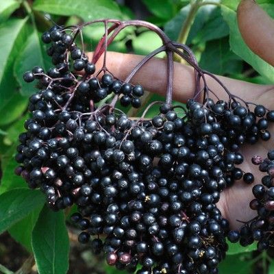 Sureau noir Korsor - Leaderplant