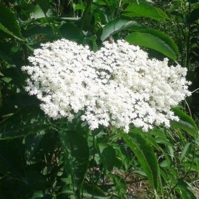 Sureau noir Korsor - Leaderplant