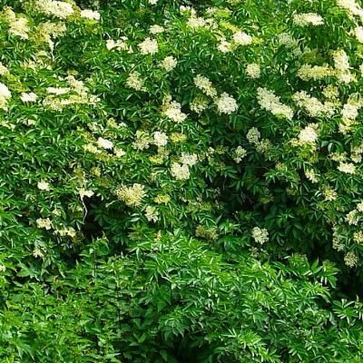 Sureau noir Korsor - Leaderplant