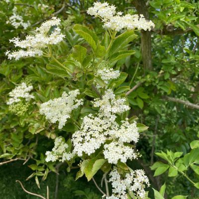 Sureau noir champêtre - Leaderplant