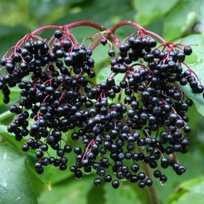 Sureau noir champêtre - Leaderplant