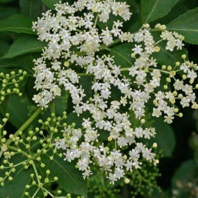 Sureau noir champêtre - Leaderplant