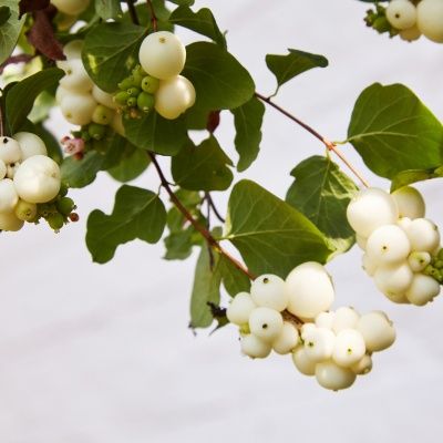 Symphorine blanche - Leaderplant