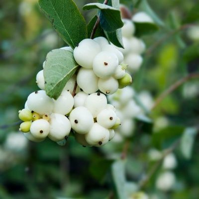 Symphorine blanche - Leaderplant