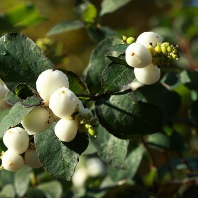Symphorine blanche - Leaderplant