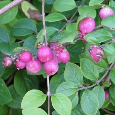 Symphorine Handcock - Leaderplant