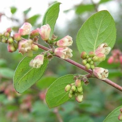 Symphorine Handcock - Leaderplant