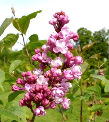 Lilas 'Belle de Nancy' - Leaderplant