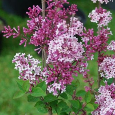 Lilas de Chine Josée - Leaderplant