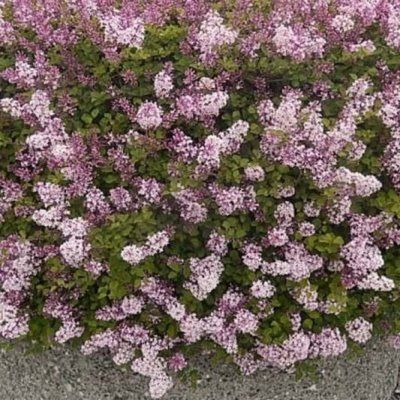 Lilas de Chine Josée - Leaderplant