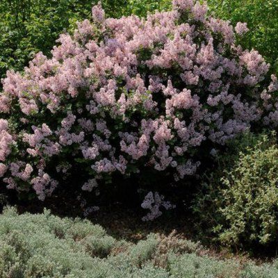 Lilas de Chine Josée - Leaderplant