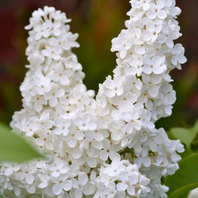 Lilas Blanc 'Madame Florent Stepman' - Leaderplant