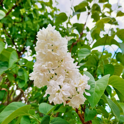 Lilas Blanc 'Madame Florent Stepman' - Leaderplant