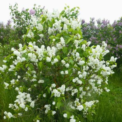 Lilas Blanc 'Madame Florent Stepman' - Leaderplant