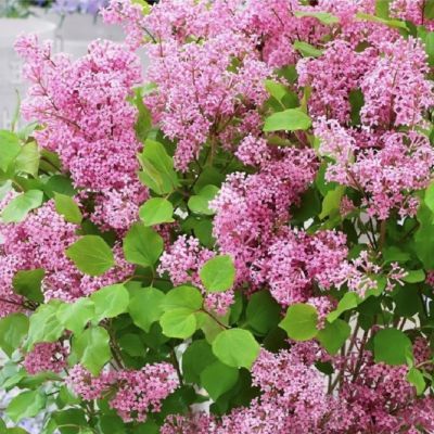 Lilas nain Pink Flowerfesta ® - Leaderplant
