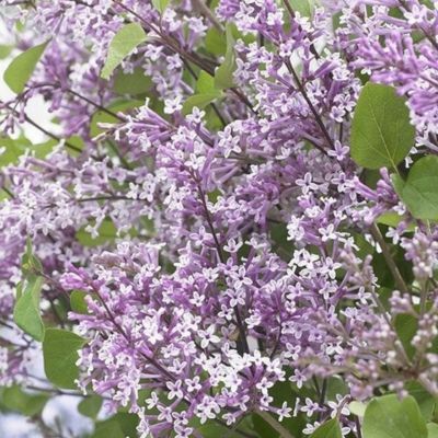 Lilas nain Purple Flowerfesta ® - Leaderplant