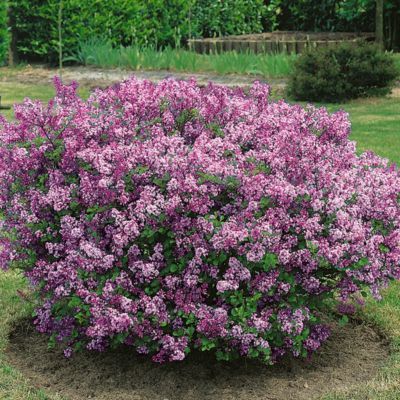 Lilas nain Purple Flowerfesta ® - Leaderplant