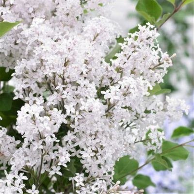 Lilas nain White Flowerfesta ® - Leaderplant
