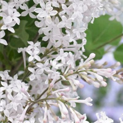 Lilas nain White Flowerfesta ® - Leaderplant