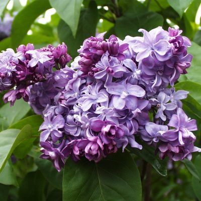 Lilas 'Nadeshda' - Leaderplant