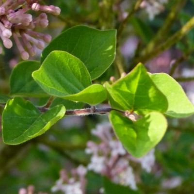 Lilas à petites feuilles - Leaderplant