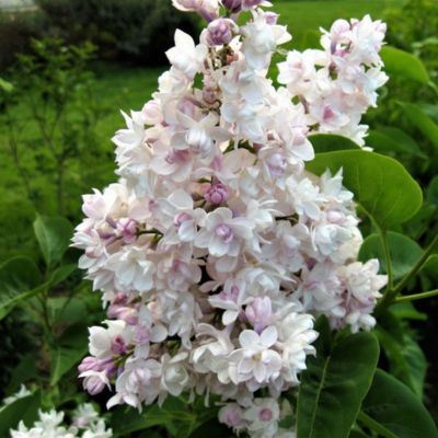 Lilas Belle de Moscou - Leaderplant