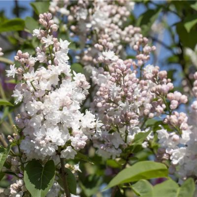 Lilas Belle de Moscou - Leaderplant