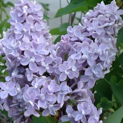 Lilas Président Grévy - Leaderplant