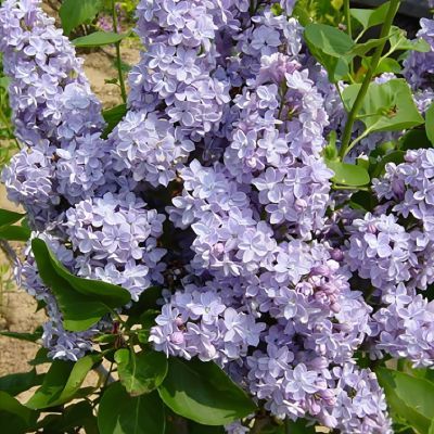 Lilas Président Grévy - Leaderplant