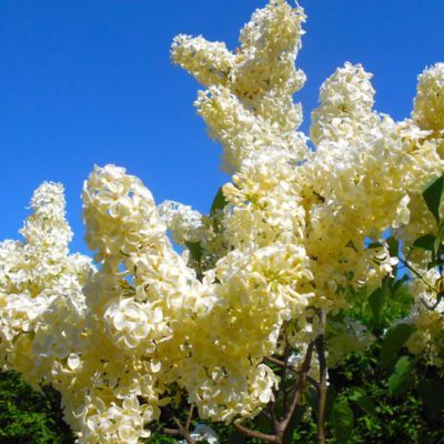 Lilas à fleurs jaunes Primrose - Leaderplant