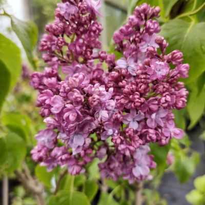 Lilas commun Prince Wolkonsky - Leaderplant