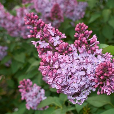 Lilas commun Prince Wolkonsky - Leaderplant