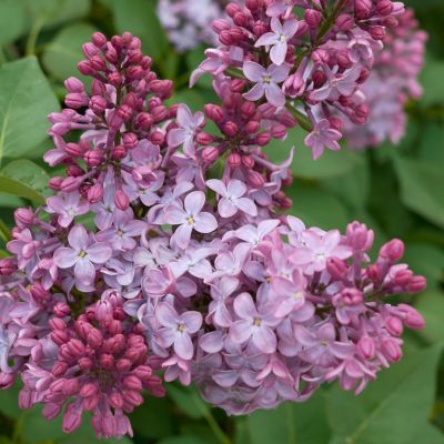 Lilas commun Prince Wolkonsky - Leaderplant
