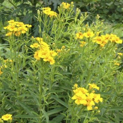 Estragon du Mexique – œillet anisé  - Leaderplant