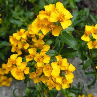 Estragon du Mexique – œillet anisé  - Leaderplant