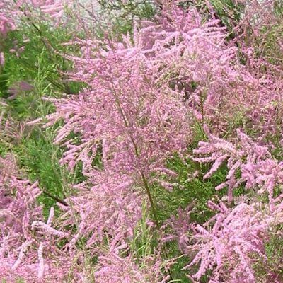 Tamaris rose d'été - Leaderplant