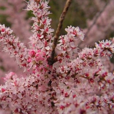 Tamaris du Printemps - Leaderplant