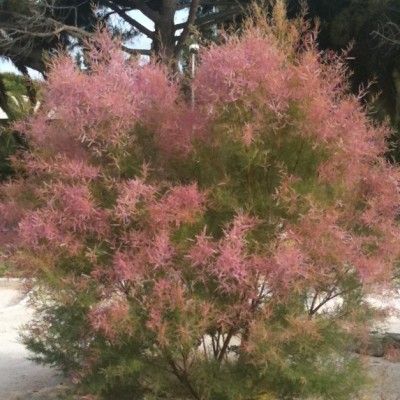 Tamaris du Printemps - Leaderplant