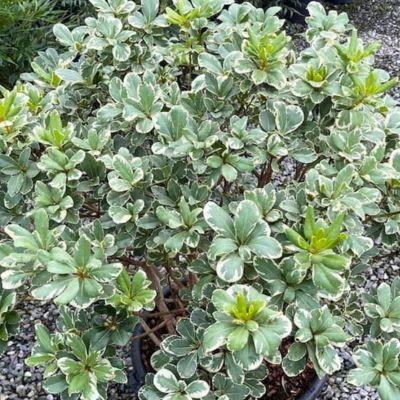 Pittosporum du Japon panaché - Leaderplant